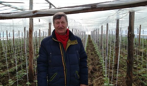Экологические чистые овощи выращивают в поселке Горный Оренбургского района